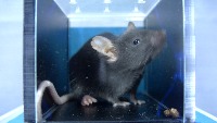 mouse-eyes-1 project thumbnail