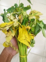 Kangkong project thumbnail