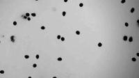 Sperm Bundle dissociation project thumbnail