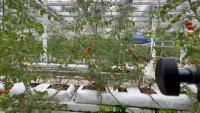 tomato project thumbnail