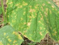 Plants leaves project thumbnail