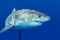 Fish Detection project thumbnail