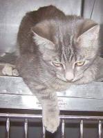 cat project thumbnail