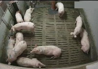 Pig-Bounding box project thumbnail