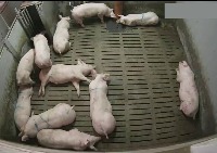 Pigs project thumbnail