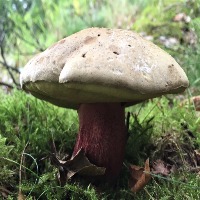 Dataset Image