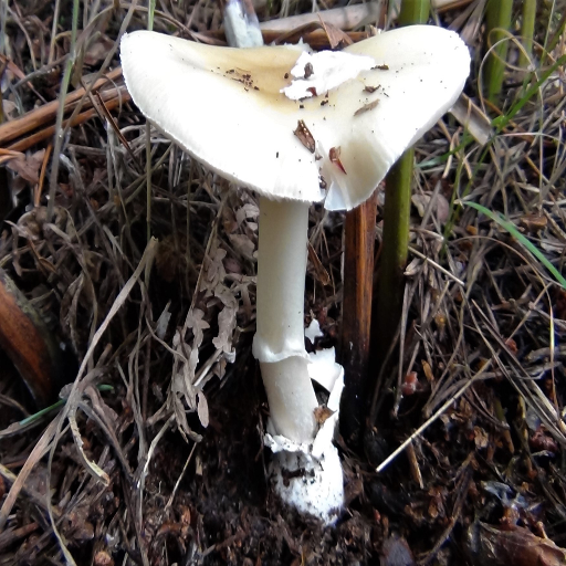 mushroom class Classification Dataset by New Mongol college of technology