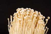 enoki-jamur-nikmat project thumbnail