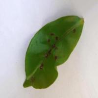 Tea Leaf project thumbnail