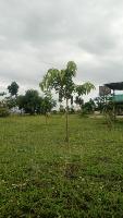 tree height and leaf density project thumbnail