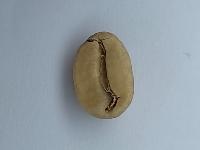 Coffee Bean Classification project thumbnail