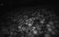 Mycosense-new-45-items project thumbnail