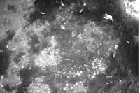 Find sea urchin project thumbnail