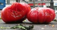 tomato_project project thumbnail