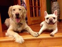 Dog project thumbnail