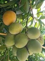 mango project thumbnail