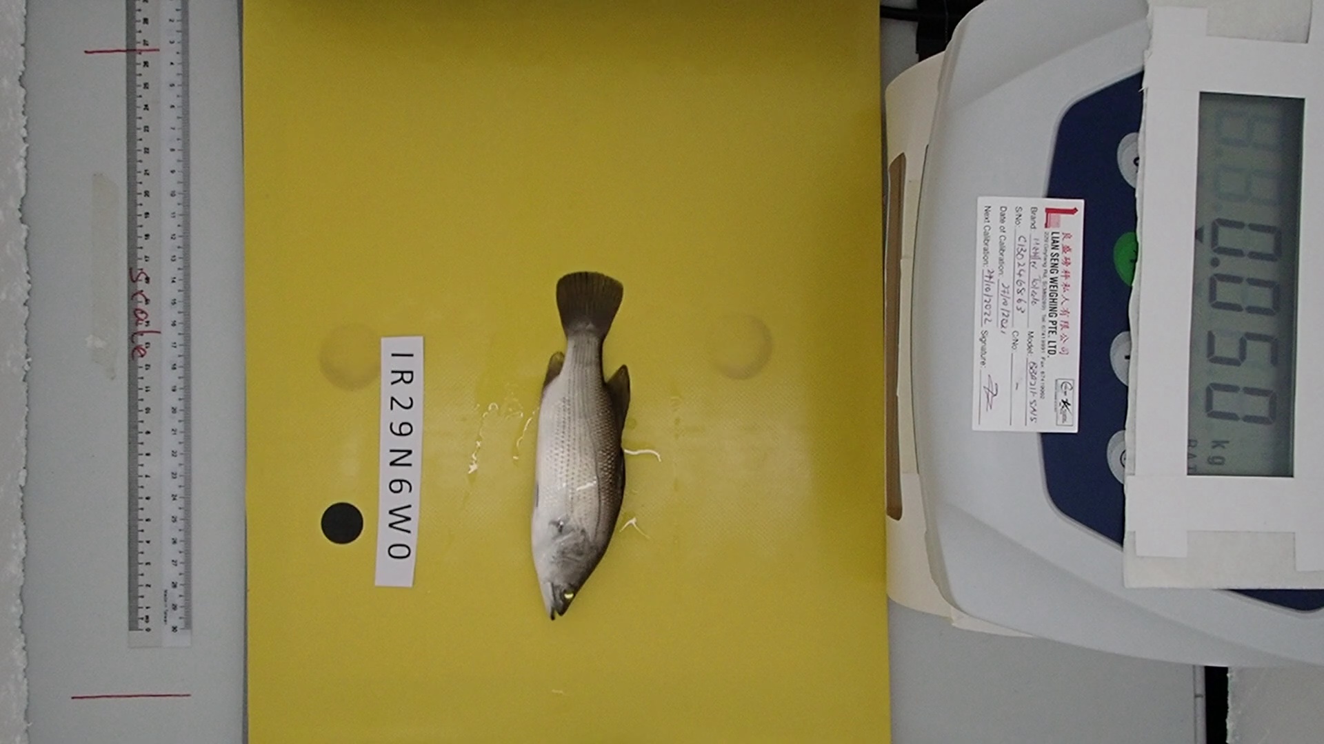 Fish Data - Roboflow Universe