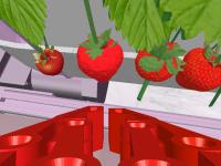 StrawberryHydroponic project thumbnail