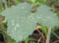 okra_disease_identification project thumbnail