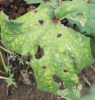 OKRA_DISEASE_IDENTIFICATION project thumbnail