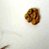 dogpoop project thumbnail