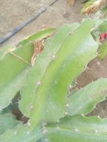 PITAHAYA 2 project thumbnail
