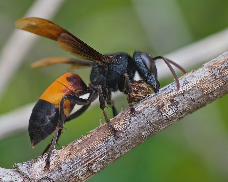 Wasp Detections for BEE Object Detection Dataset by ce senior