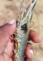 deteksi jenis penyakit udang 12 project thumbnail