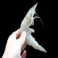 deteksi jenis penyakit udang 111 project thumbnail