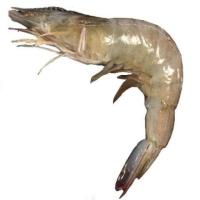 deteksi jenis penyakit udang 9 project thumbnail