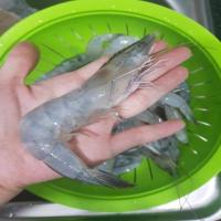 deteksi jenis penyakit udang 10 project thumbnail