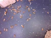 ant-detection project thumbnail