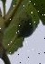 Fig Fruit project thumbnail