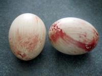 EggDetection 2.0 project thumbnail