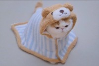 Animal project thumbnail