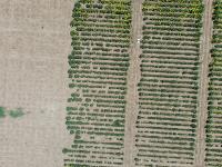yield project thumbnail