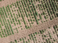 crop project thumbnail