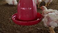 Chicken project thumbnail