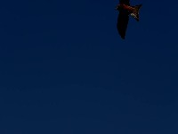 dr project thumbnail