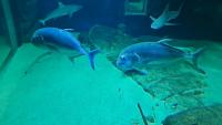 FishID project thumbnail