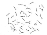 chromosome_nocross project thumbnail