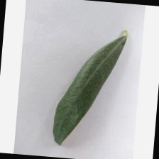 new-olive-data Object Detection Dataset by Workspace