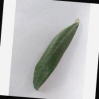 new-olive-data project thumbnail