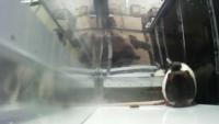 Rat behavior project thumbnail
