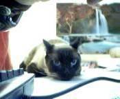 Pet project thumbnail