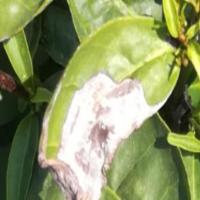 Tea Leaf Blight project thumbnail
