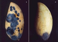 Mango infected by Anthracnose Disease Roboflow train project thumbnail