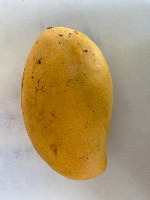 Mango infected by Anthracnose Disease project thumbnail