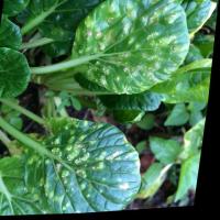 Lettuce_Pechay_Health project thumbnail