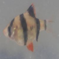 10_Species_Fish project thumbnail